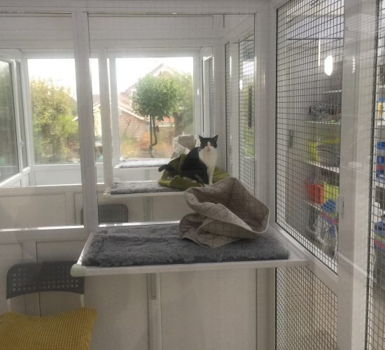 Our Gallery - Boarding Cattery in Boorley Green, Southampton