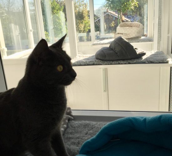 Our Gallery - Boarding Cattery in Boorley Green, Southampton